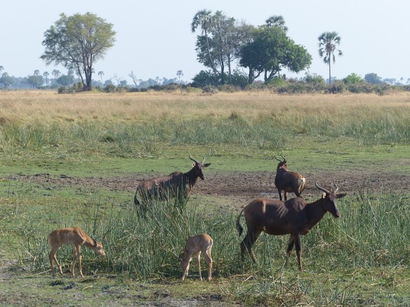 Tsessebes with youngsters